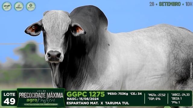 Lote 49