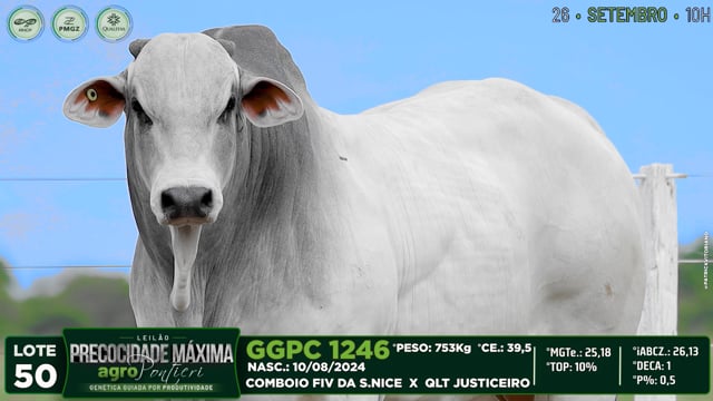 Lote 50