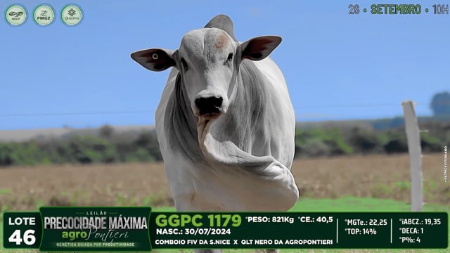 Lote 46