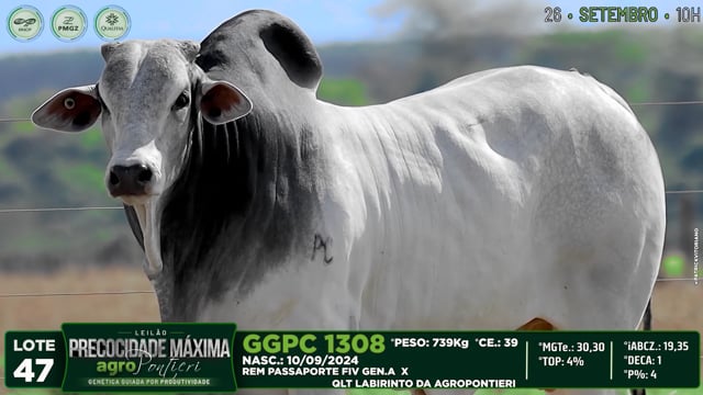 Lote 47