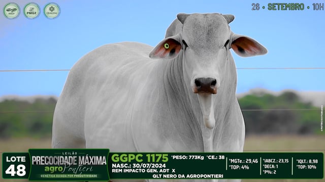 Lote 48