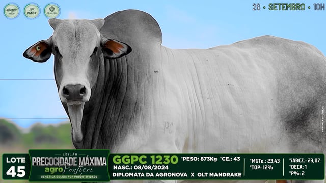Lote 45