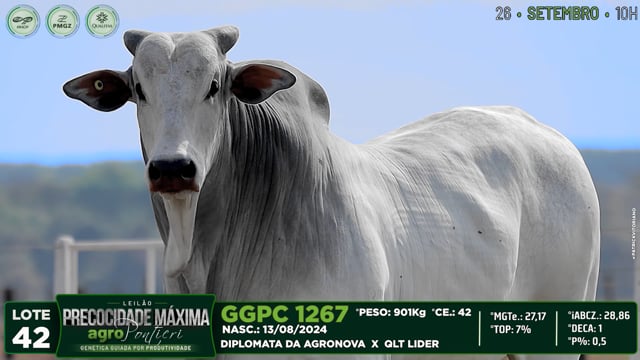 Lote 42