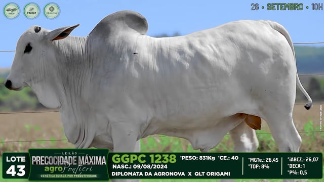 Lote 43