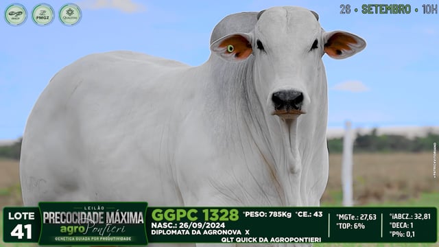 Lote 41