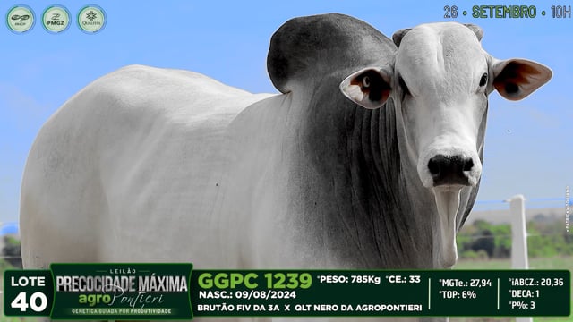 Lote 40