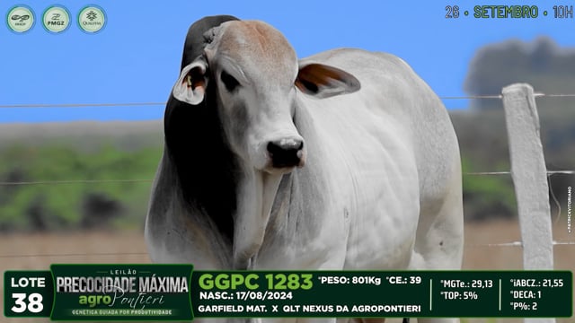 Lote 38