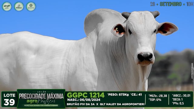 Lote 39