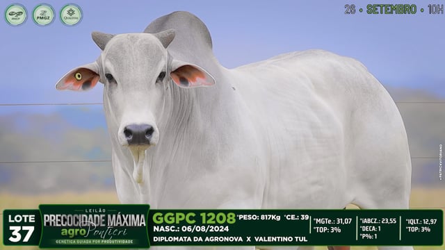 Lote 37