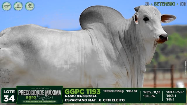 Lote 34