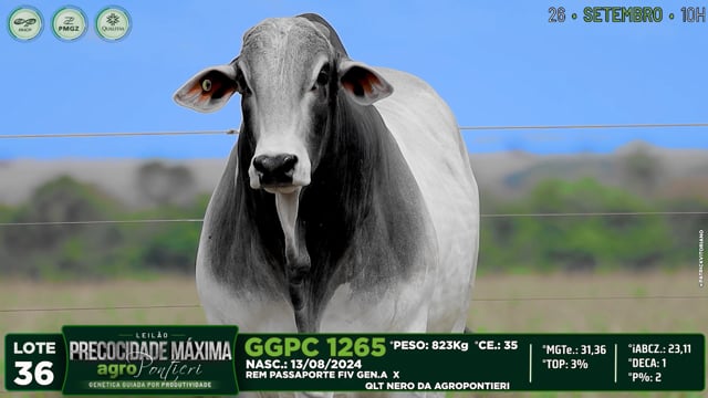 Lote 36