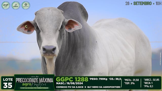Lote 35