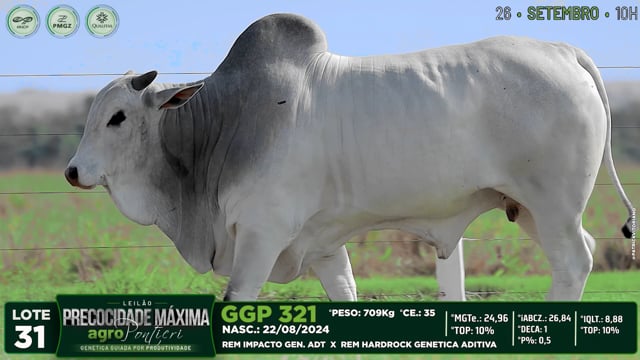 Lote 31