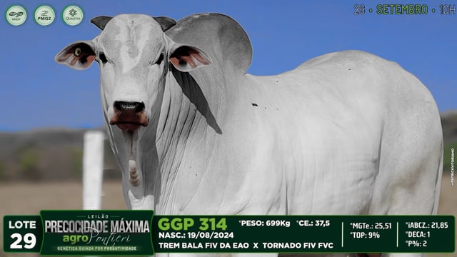 Lote 29