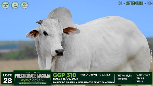 Lote 28