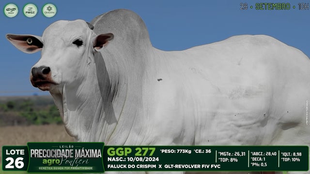 Lote 26