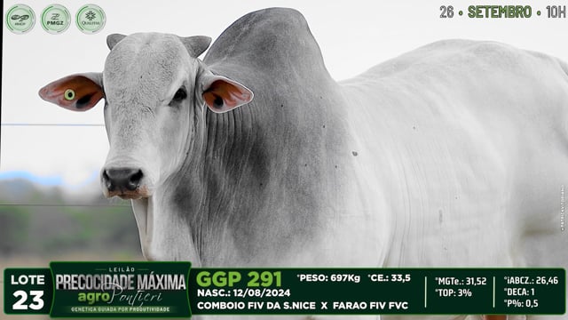 Lote 23
