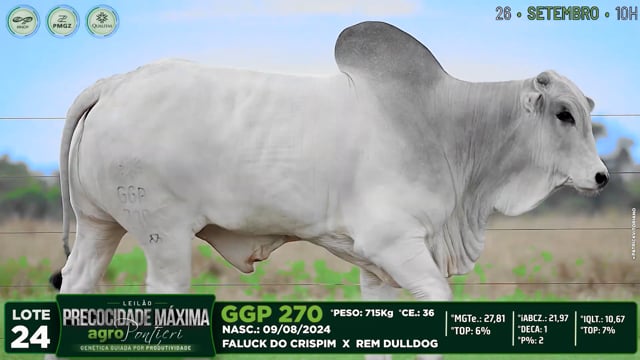Lote 24