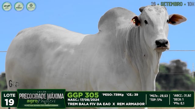 Lote 19