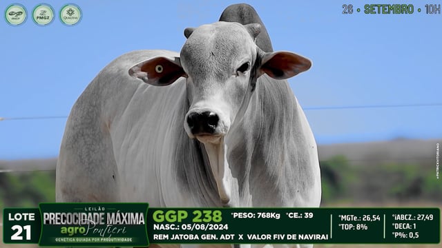 Lote 21
