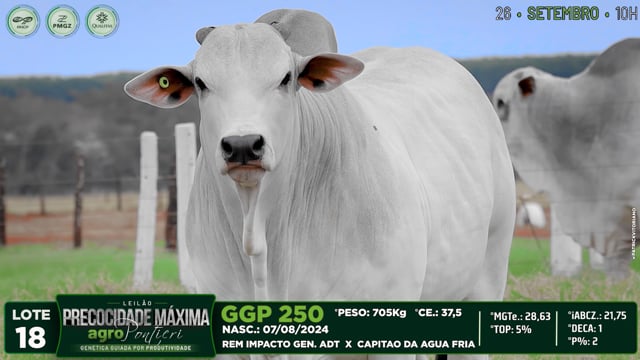Lote 18
