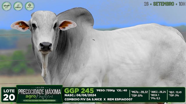 Lote 20