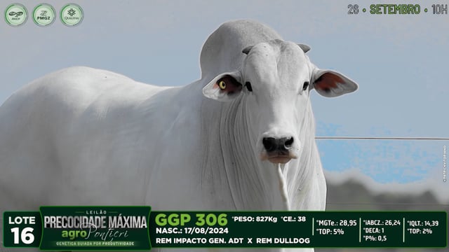 Lote 16