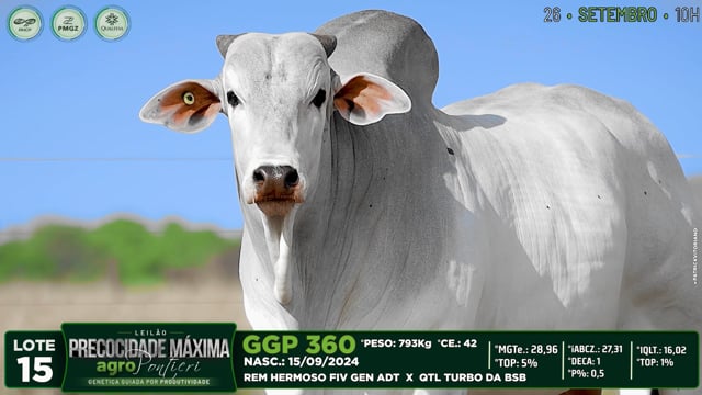 Lote 15