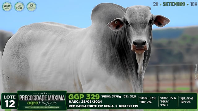 Lote 12