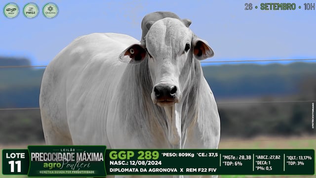 Lote 11