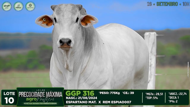 Lote 10
