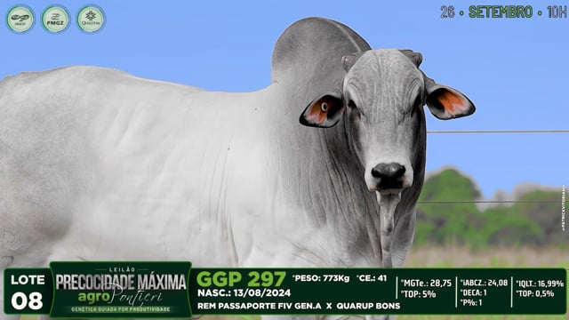 Lote 08