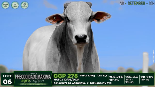 Lote 06