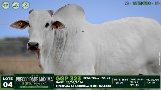 Lote 04