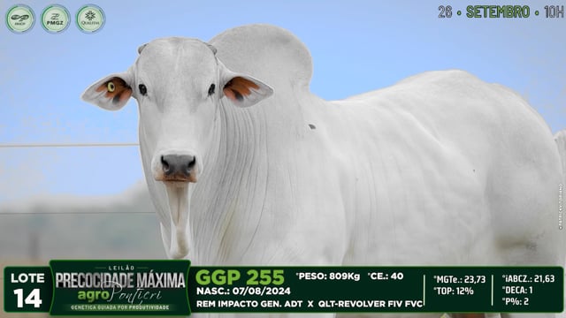 Lote 14