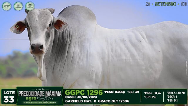 Lote 33