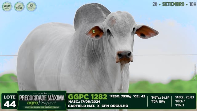 Lote 44