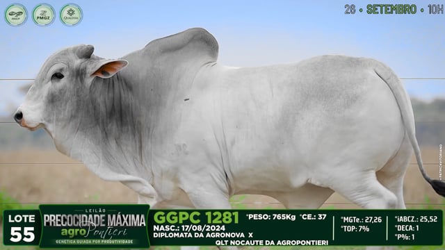 Lote 55