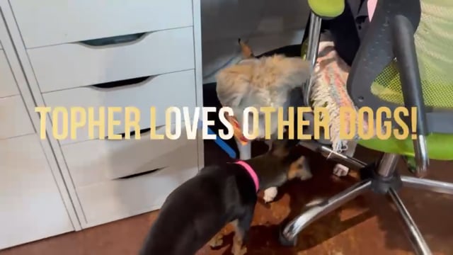 Enlarge Topher, a Adoptable mixed breed in San Antonio, TX video 4/4
