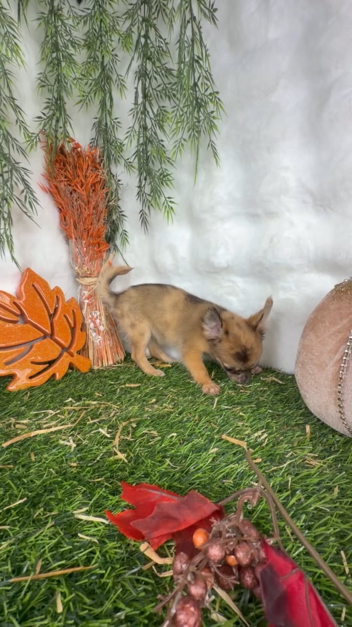 Female Chihuahua puppy named Penelope for sale at Puppy Dreams - Denton. video thumbnail