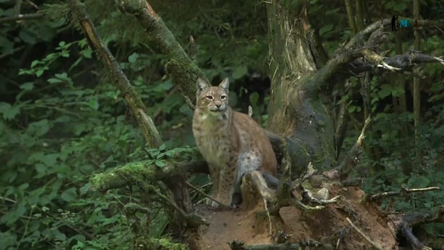 Bobcat