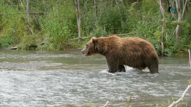 Brown Bear