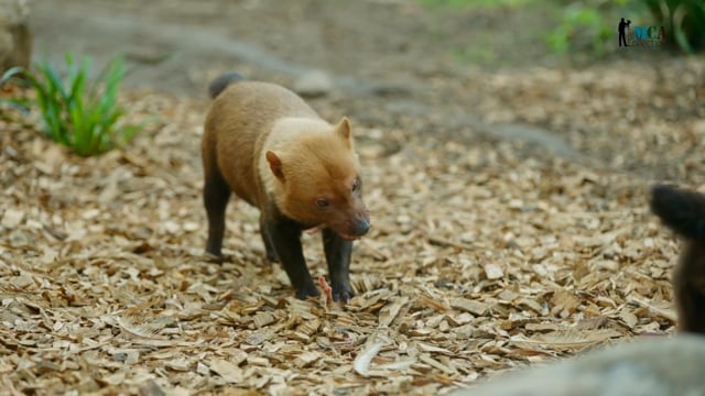 Bush Dog