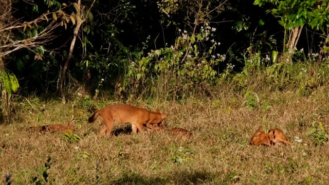 Dhole