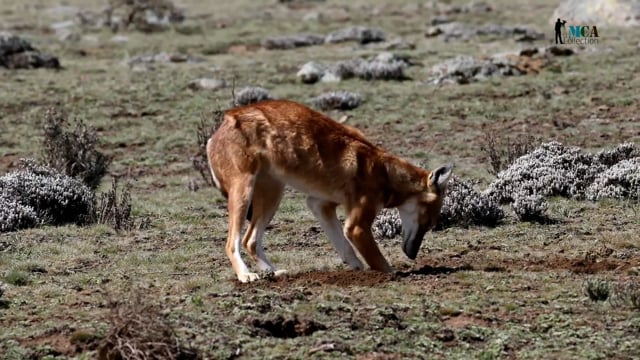 Ethiopian Wolf