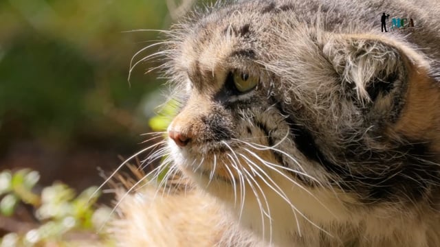 Pallas's Cat