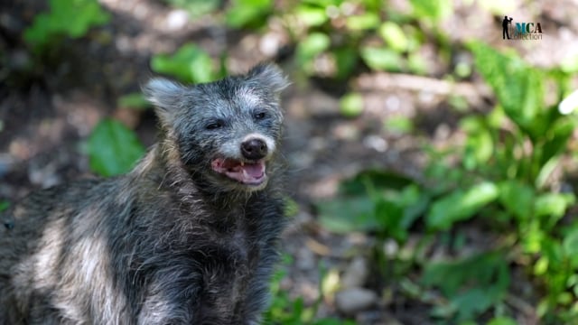 Raccoon Dog