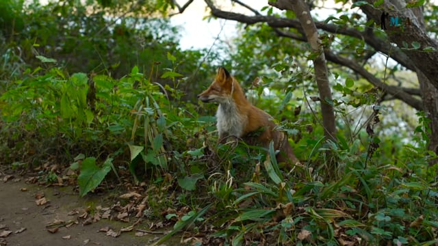 Red Fox