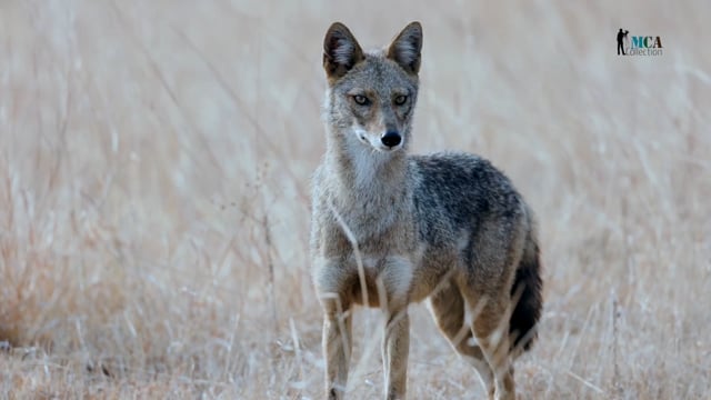 Golden Jackal