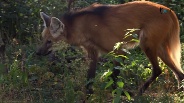 Maned Wolf